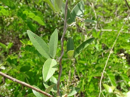 Image of Galactia striata by (c) Alexis López Hernández, some rights reserved (CC BY)