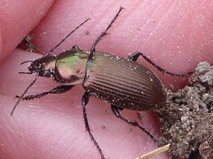 Poecilus cupreus