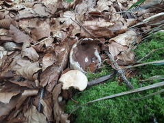 Sarcosphaera coronaria