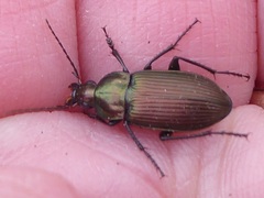 Poecilus cupreus