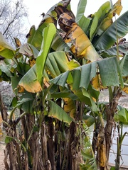Musa basjoo