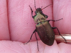 Poecilus cupreus
