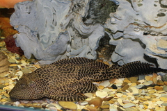 Pterygoplichthys gibbiceps