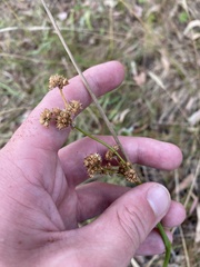 Juncus vaginatus