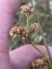 Juncus vaginatus