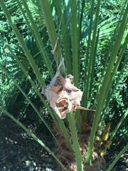 Palystes superciliosus