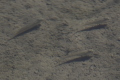 Fundulus parvipinnis