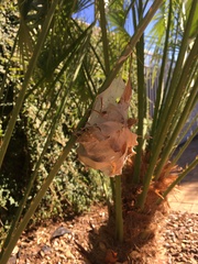 Palystes superciliosus
