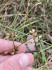 Juncus homalocaulis