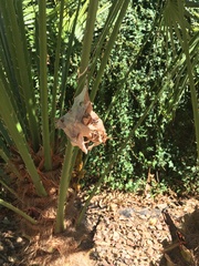 Palystes superciliosus