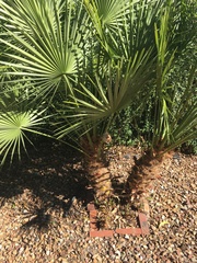 Palystes superciliosus