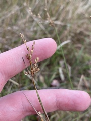Juncus subsecundus