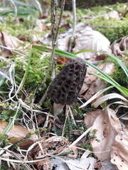 Morchella deliciosa
