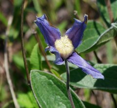 Clematis integrifolia
