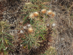 Ptilostemon hispanicus