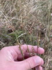 Juncus subsecundus