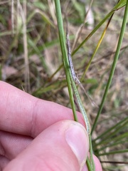 Juncus subsecundus