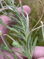 Epilobium hirtigerum