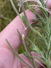 Epilobium hirtigerum