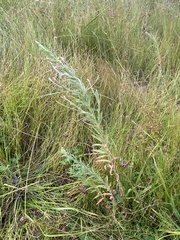 Epilobium hirtigerum