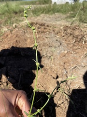 Pollichia campestris