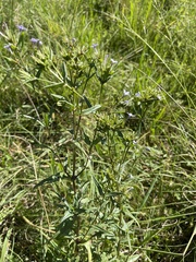 Conostomium natalense