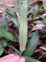 Grypothrix triphylla