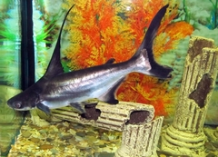 Pangasius sanitwongsei