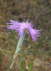Dianthus broteri