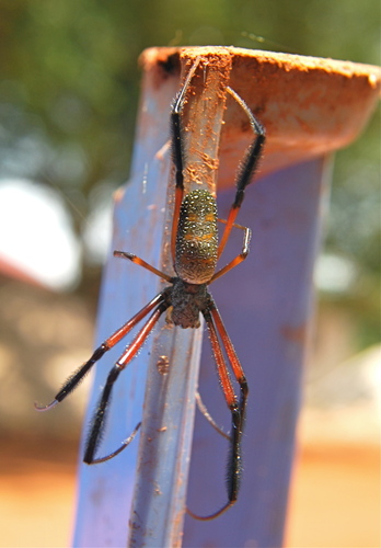 Western Blackleg Orbweaver