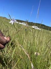 Wahlenbergia undulata