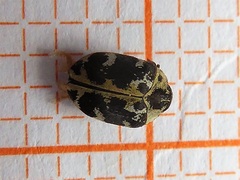 Anthrenus scrophulariae