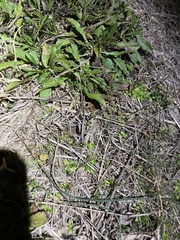 Valerianella