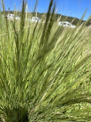 Aristida junciformis