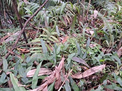 Grypothrix triphylla