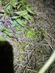Valerianella