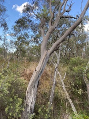 Eucalyptus blakelyi