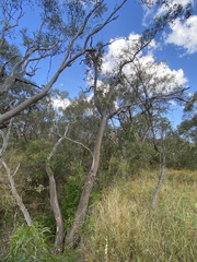 Eucalyptus blakelyi