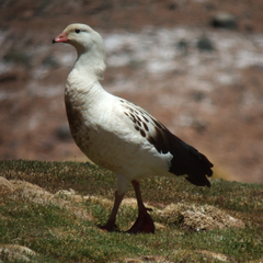 Oressochen melanopterus