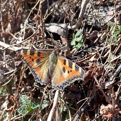 Aglais caschmirensis