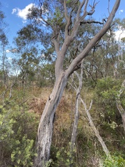 Eucalyptus blakelyi