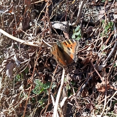 Aglais caschmirensis