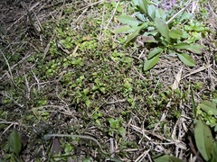 Valerianella