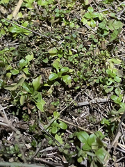 Valerianella