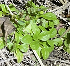 Valerianella