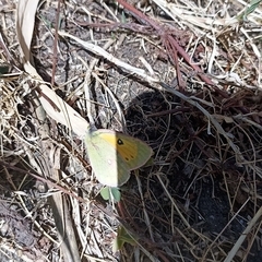 Colias fieldii