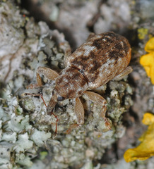 Dorytomus ictor