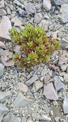 Epilobium pycnostachyum