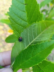 Cryptolaemus