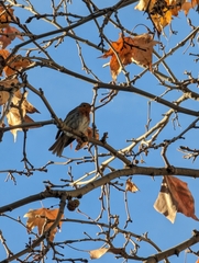 Erithacus rubecula